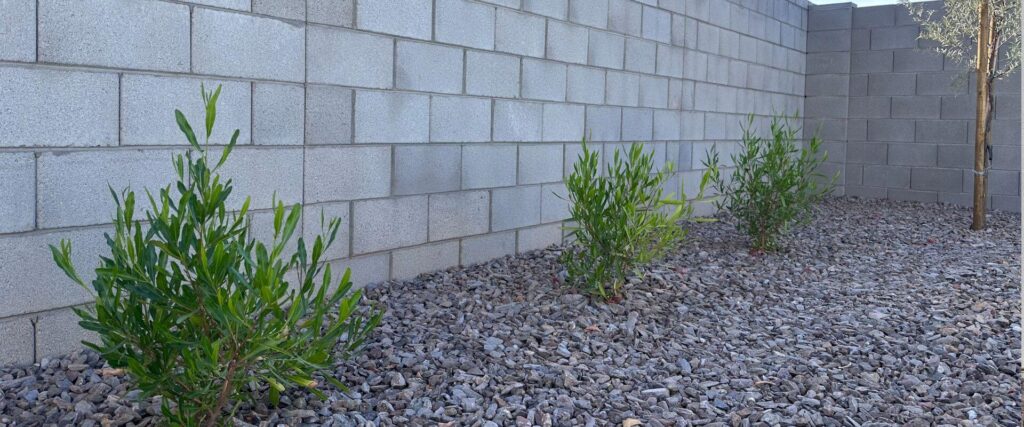 Pool landscaping insurance Arizona — backyard pool with trees, turf, and decorative rock